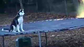 Dog on a trampoline