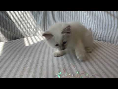 Christiana Lover’s kitten