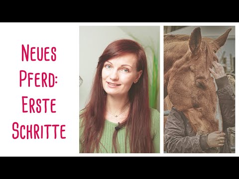 New horse: First steps and gaining trust