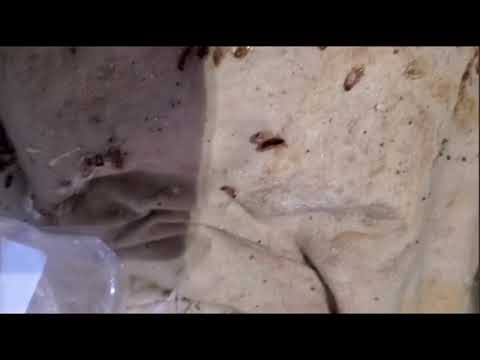 Cockroaches Spread Throughout Apartment Complex in Ocean Township, NJ