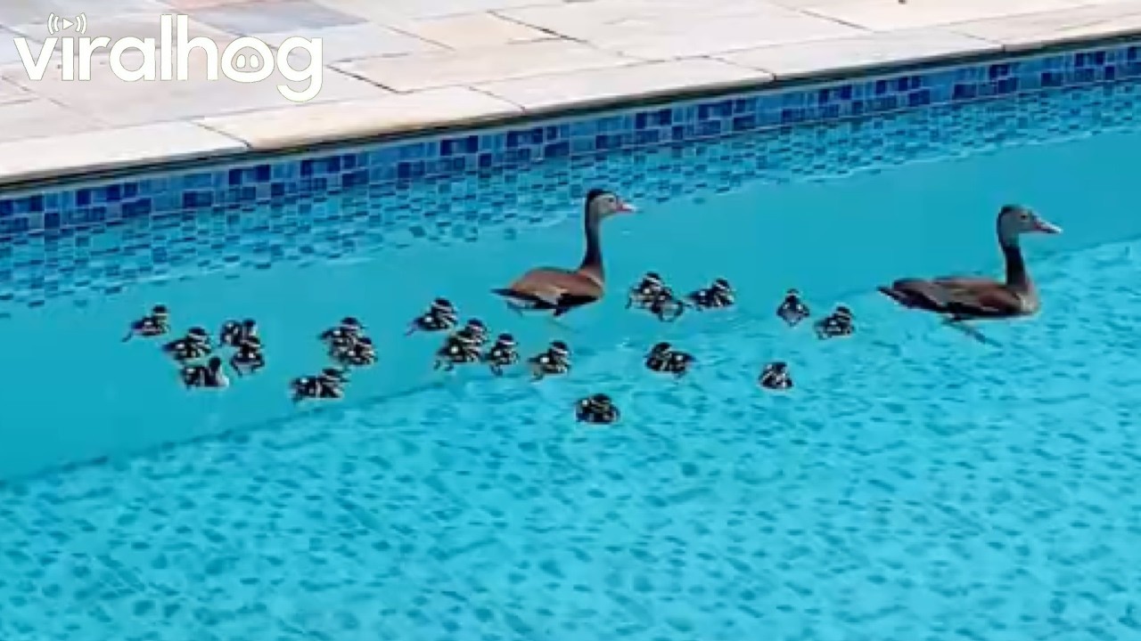 Momma Duck Brings Ducklings for Pool Swim || ViralHog