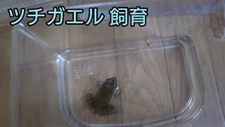 ツチガエルが餌を捉える瞬間！【ツチガエル飼育】