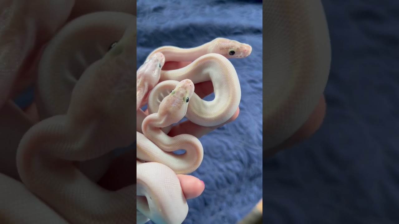 New Hatchlings almost ready to go! #ballpythons #ballpython #snake #python #snakes #baby