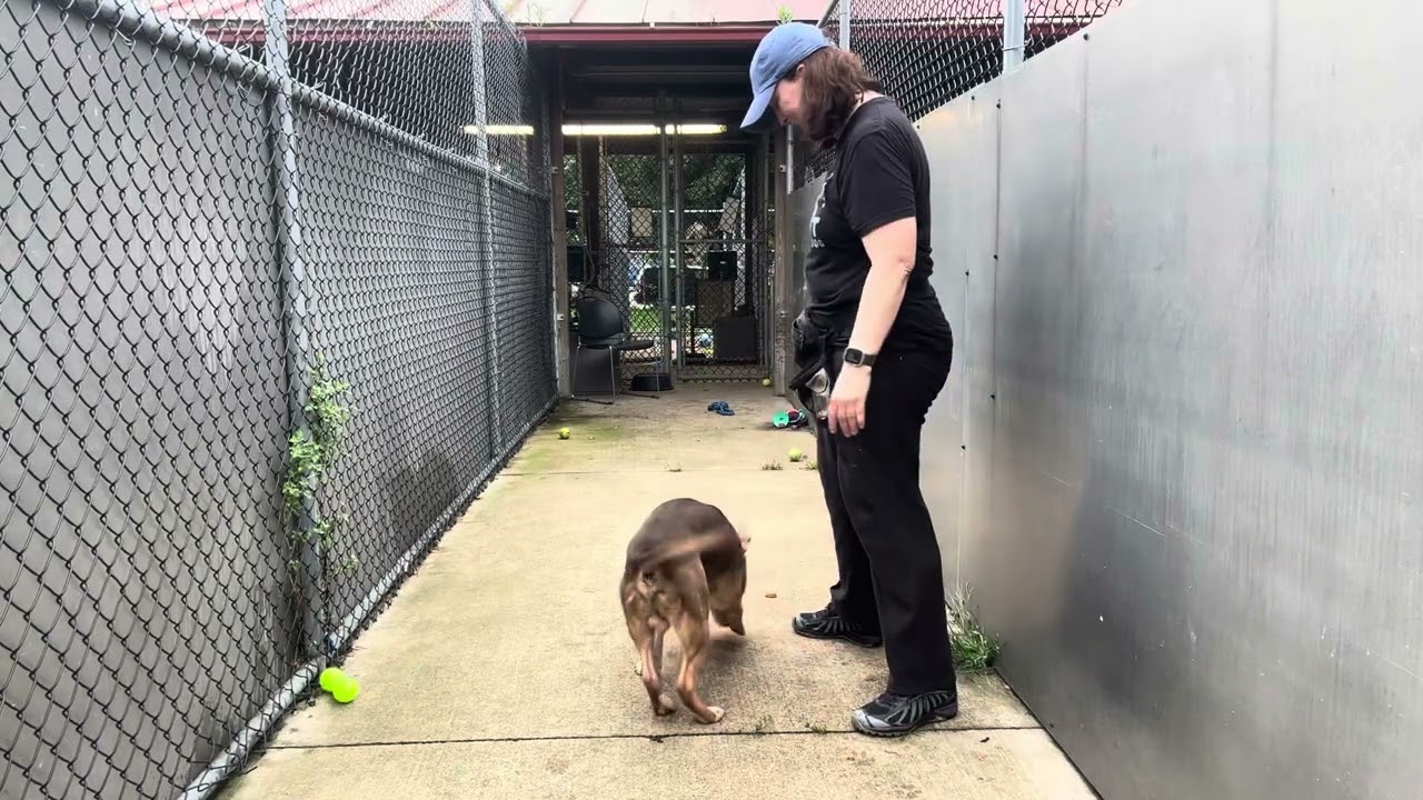 Barrel video preview