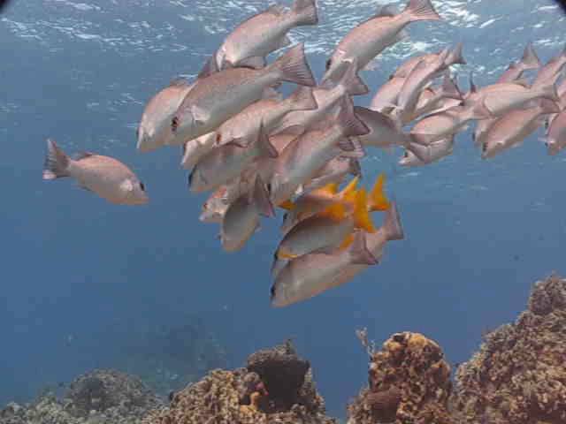 Beautiful Tropical Fish on a Shallow Reef in Cozumel Mexico