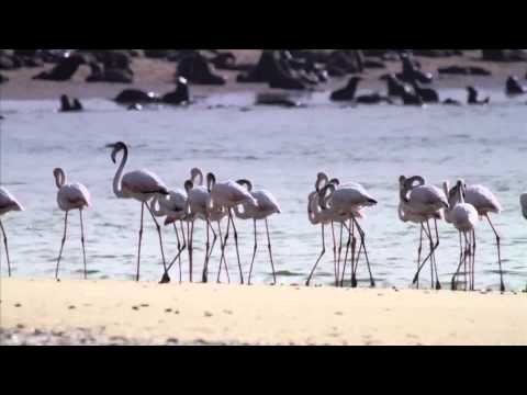 Desert Rebels Trailer