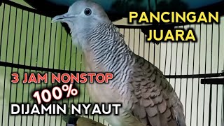 Download lagu SUARA PERKUTUT BANGKOK GACOR PALING AMPUH UNTUK PANCINGAN DURASI PANJANG. mp3 Download lagu SUARA PERKUTUT BANGKOK GACOR PALING AMPUH UNTUK PANCINGAN DURASI PANJANG. mp3