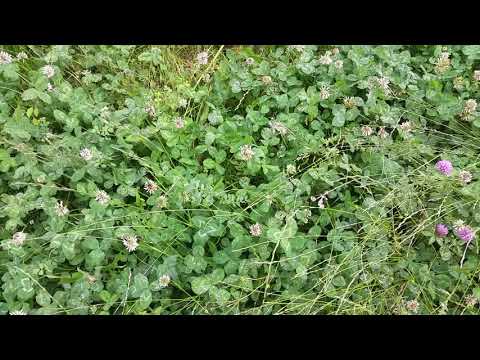 Pentafoglio molto originale