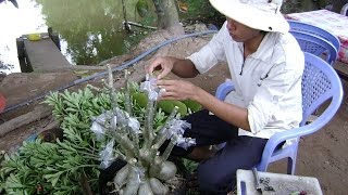 Kỹ thuật ghép sứ Thái & kỹ thuật trồng sứ (Nguồn video: anh Văn Công Mai) Kỹ thuật ghép sứ Thái & kỹ thuật trồng sứ (Nguồn video: anh Văn Công Mai)