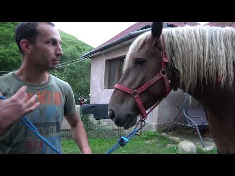 Iapa lui Bogdan de la Tauti, Cluj - 2020 Nou!