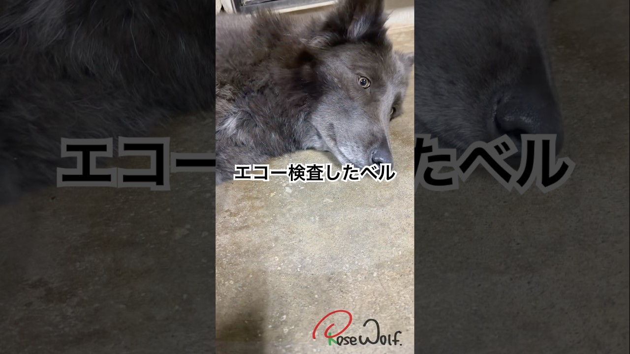 エコー検査をしたら妊娠が発覚しました