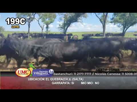 Lote 350 Vacas nuevas C/ gtia de preñez en El Quebrachal, Salta