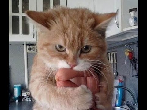 😻 Самые смешные кошки! 🐈 Подборка смешных видео котов, котят и собак! 😺