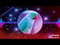 Chinnari Chinnari Chiluka Song