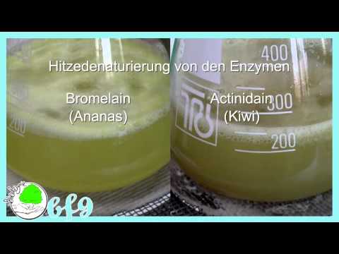 Enzyme - Wirkung von Enzymen auf Gummibärchen (Gelatine)