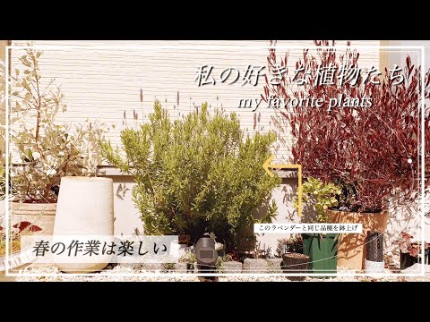 ラベンダーを鉢に植える時期はいつ？どうやって ？季節に応じたメンテナンスアドバイス  庭園