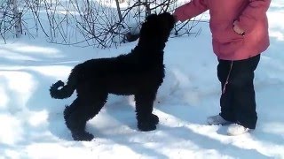 , видео