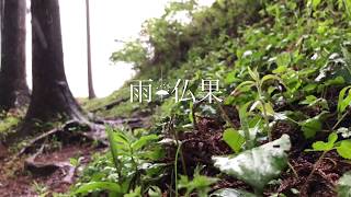 雨仏果