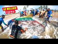 Unbelievable 2000Kg Queen Fishes Caught In Seine Net You Won T Believe How We Caught This