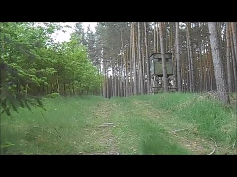 JAGD auf Damwild! Damwild beim Abendansitz! Auf allen vieren zum Hochsitz!