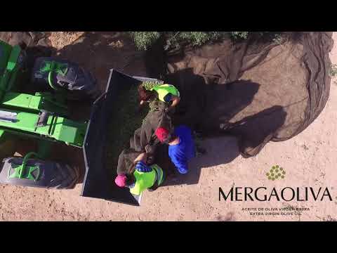 Recolección de aceitunas - Mergaoliva Balsamic Orange 500 ml