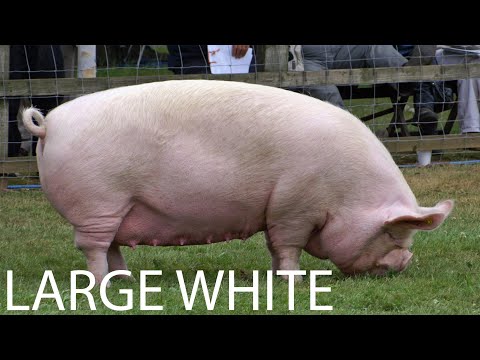 FARM SCHOOL: "Large white" a largest pig breed Ever [...