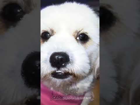 i actually have a tiktok acc named darknelz_123 worked hard for this edit🤗 #alibi #edit