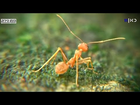 נמלי אש בישראל - כתבת תחקיר שחשוב לראות ולהפיץ