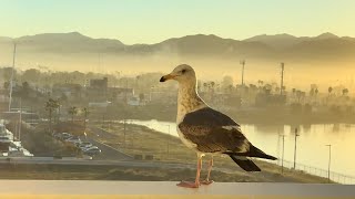 Cabin Tour: Our Midship Balcony Deck 9 Cabin on Royal Caribbean Quantum of the Seas Cruise Ship
