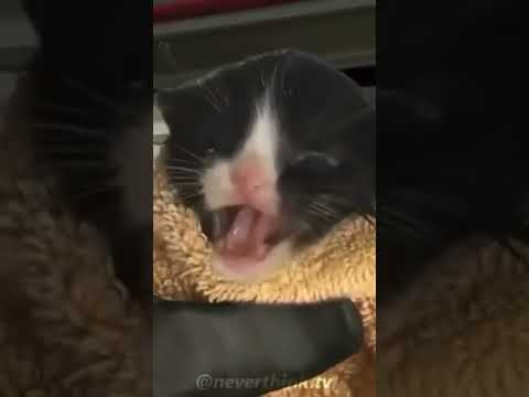 MEOW...bomb has been planted #csgo