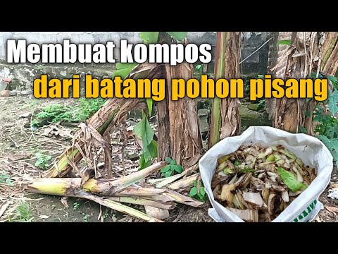 , title : 'Cara membuat kompos dari batang pisang yang kaya manfaat sebagai penyubur tanaman'
