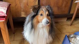 【シェルティ】鈴蘭の日【フランス田舎暮らし🇫🇷】#犬の散歩 #賢い犬 #犬のいる暮らし #マイペースな犬