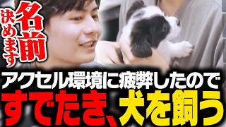 【ご報告】アクセル環境で疲弊したので犬を飼いました