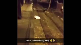 Pants (spooky, scary, shivers down your spine)