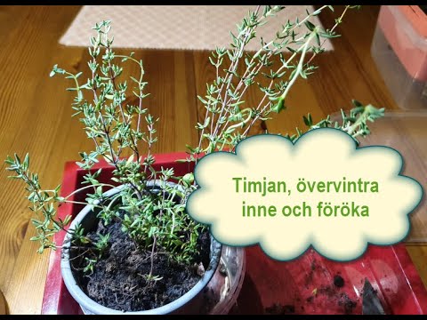 Timjan, övervintra inne och föröka