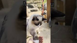 Download lagu Meet Yuzu! mp3 Download lagu Meet Yuzu! mp3