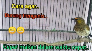 Download lagu tips agar trengganes cepat makan Voer!! mp3