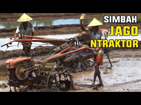 DEMI NENEK DI RUMAH KAKEK INI MASIH SEMANGAT BAJAK SAWAH, SIMBAH NYOPIR TRAKTOR BAJAK SAWAH