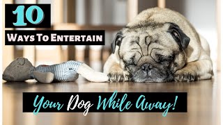 10 Ways To Keep Your Dog Entertained While Away