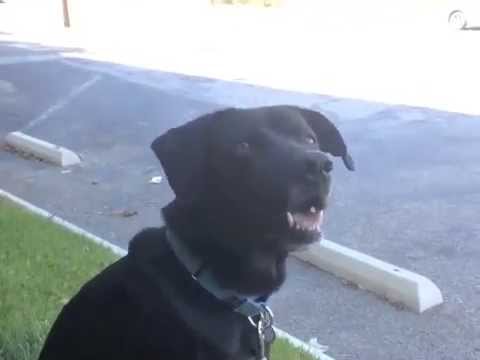 Jack Black, an adoptable Labrador Retriever Mix in Marina Del Rey, CA_image-1