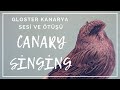 Canary singing - Most spectacular FHD video training