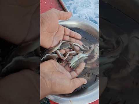 தாய் சுறா இறந்த பின் குட்டி சுறாவின் உயிரை காப்பாதியாச்சு நண்பர்களே|Rescued Baby sharks|#fishing