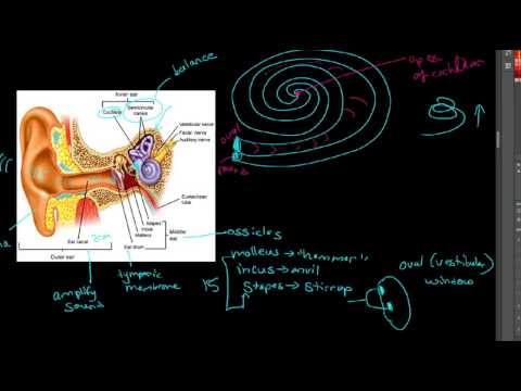 Auditory Pathway