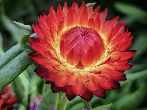 flowers 💐, flowers name, ਫੁੱਲ, फूल, ਫੁੱਲ ਦੇ ਨਾਮ,flowers name,