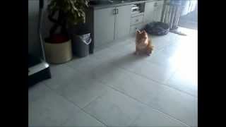 fastest 10m sprint dog