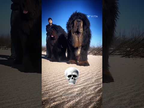 American Bully, Cane corso, Dogo Argentino, Tibetan mastiff Dog Transformation 🔥#dog #shorts