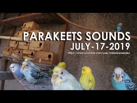 PARAKEET (BUDGIES) CHIRPING SOUNDS (HQ Audio) - 07-17-2019