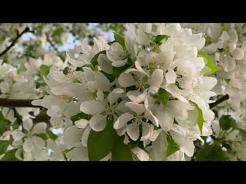 Fall Color, Parker’s Lake, Minnetonka, Minnesota 2023 @Nasiba-world