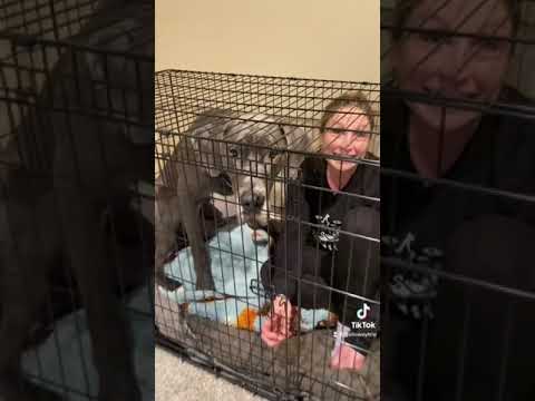 Great Dane Moose Won’t Stop Growing! 😳 #Upgrade #greatdane #shorts