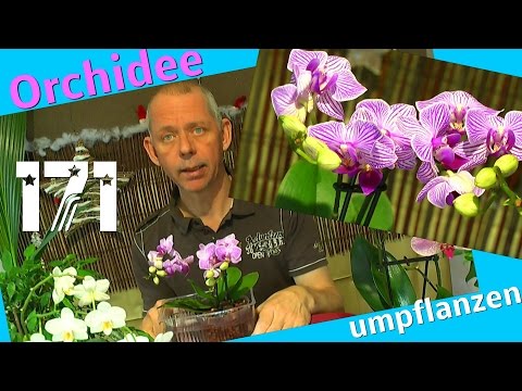 , title : 'Phalaenopsis Orchidee mit wunderschönen Blüten umtopfen'